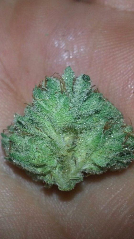 True Power OG