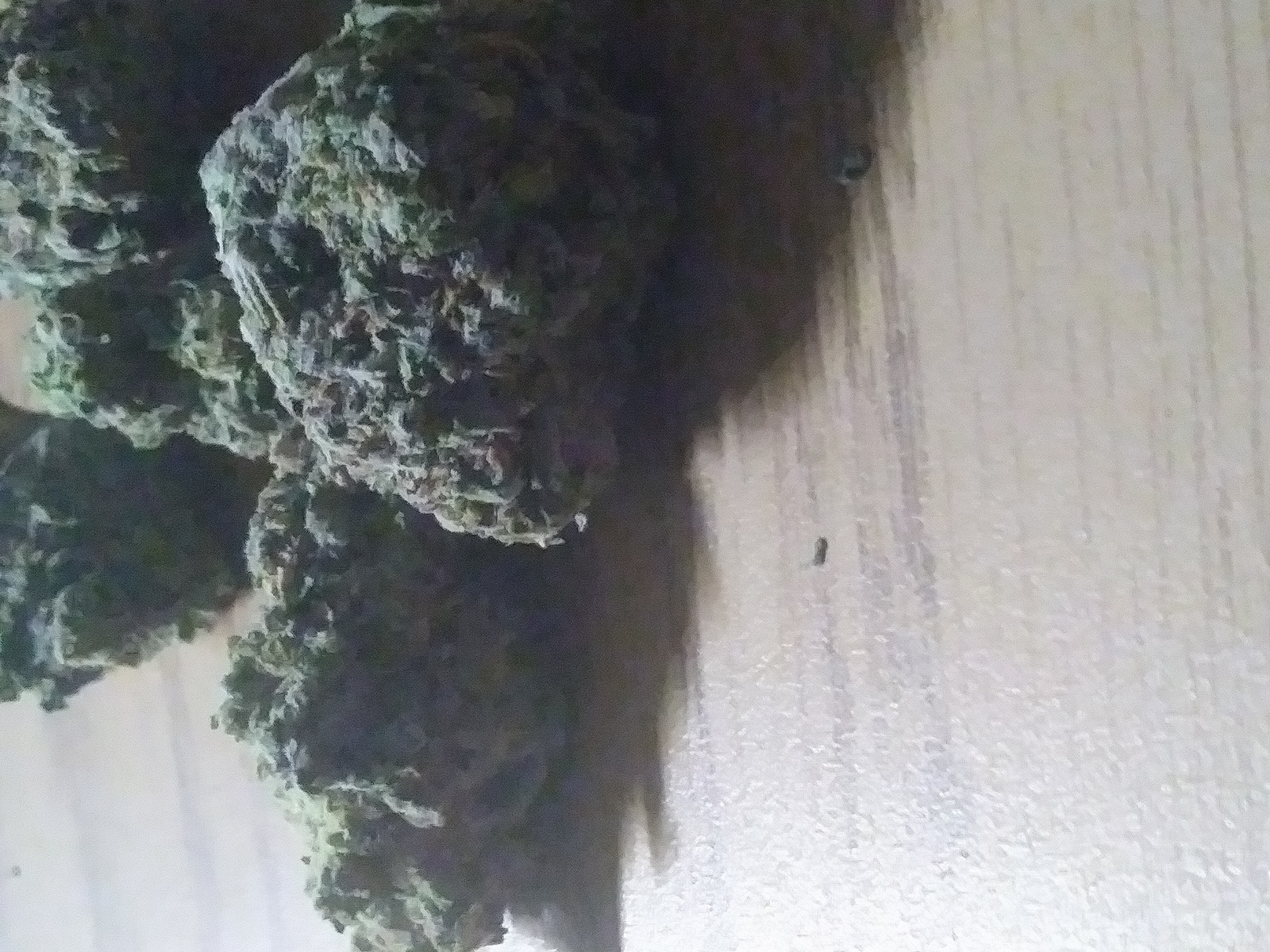 Trump OG