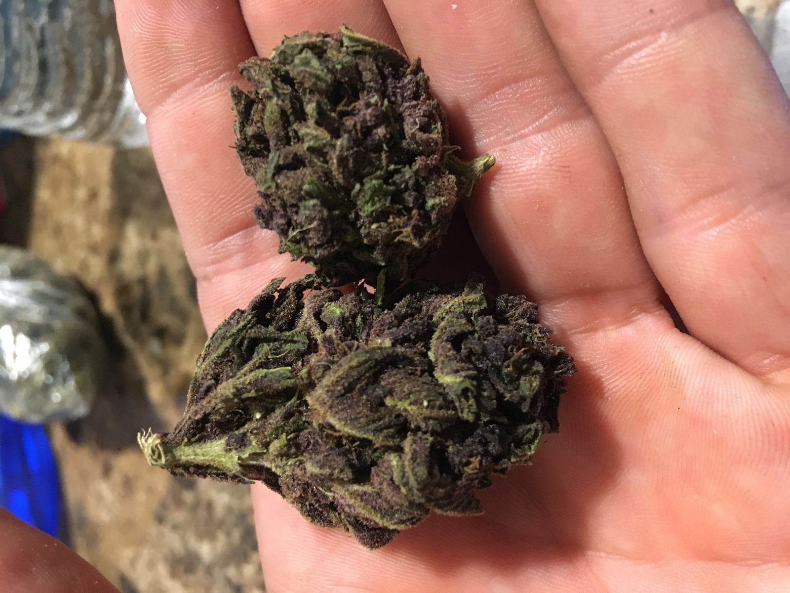 Twisted Purple OG