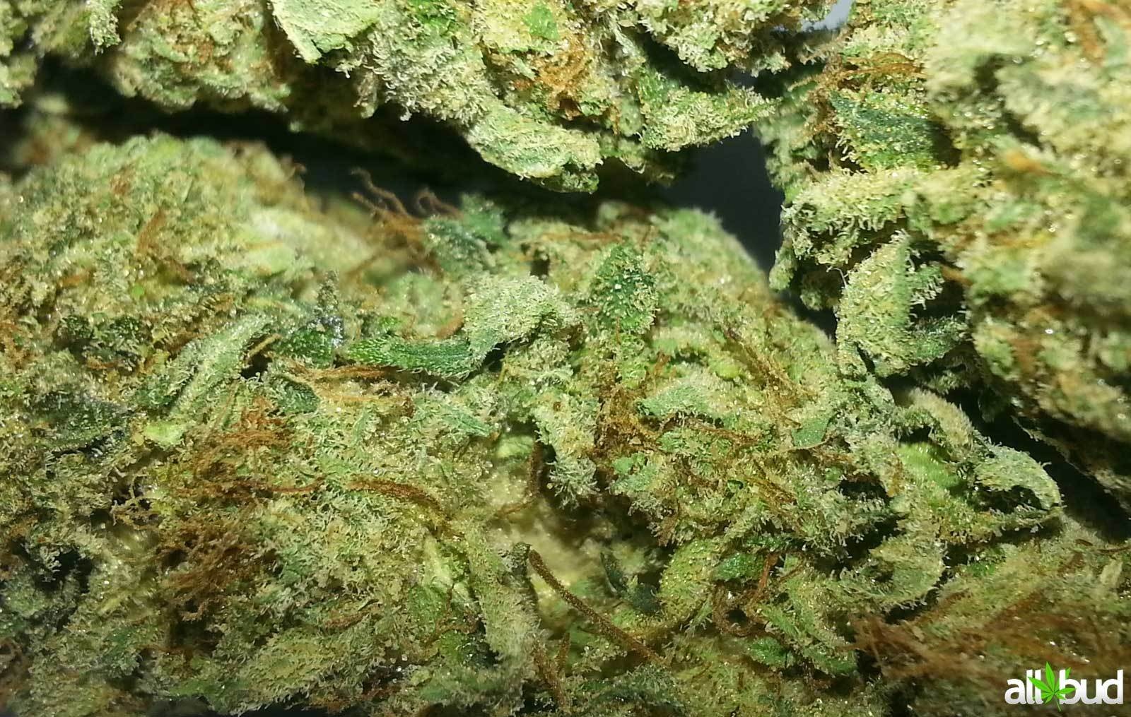 U2 Kush