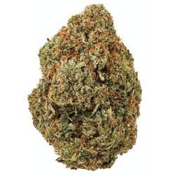 Viola OG