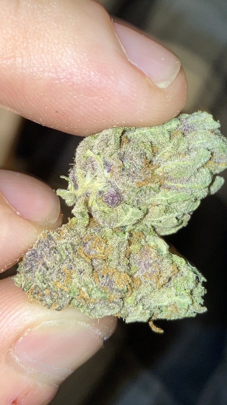 Violet Delight