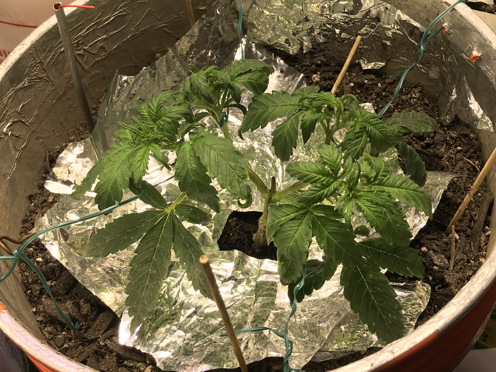 White Cheese
