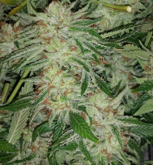 White Dawg