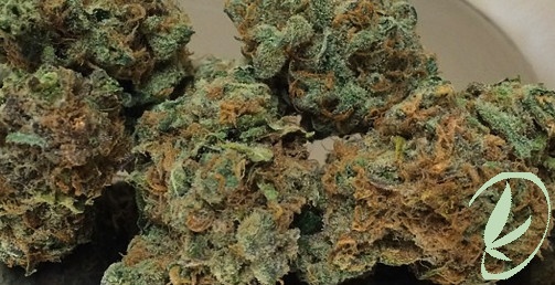 White Dream