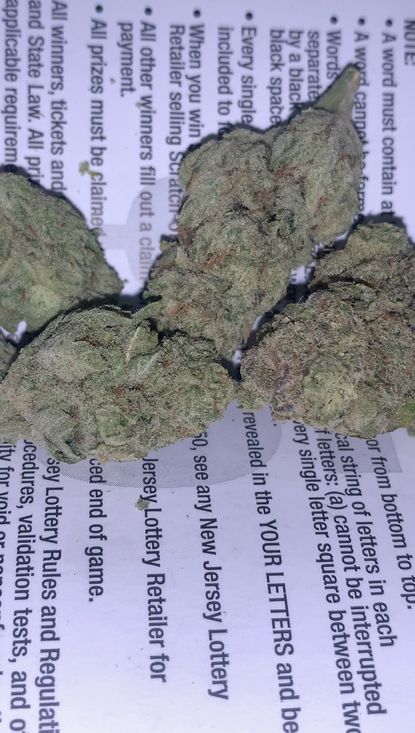 White Gorilla