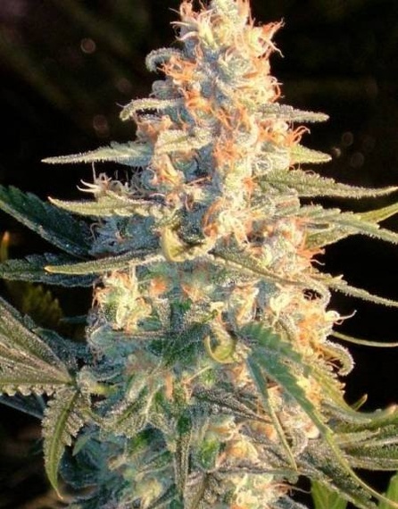 White Grapefruit