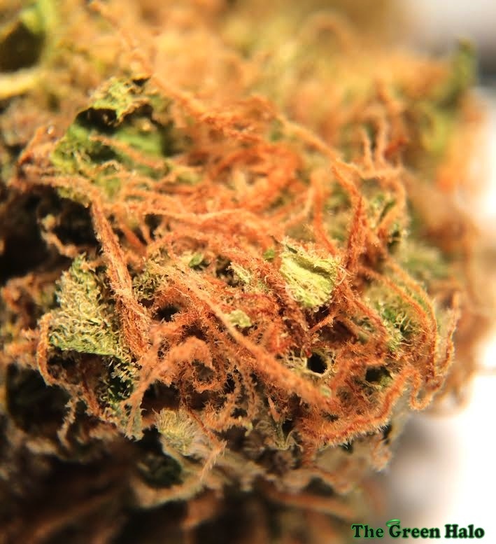 White Indica
