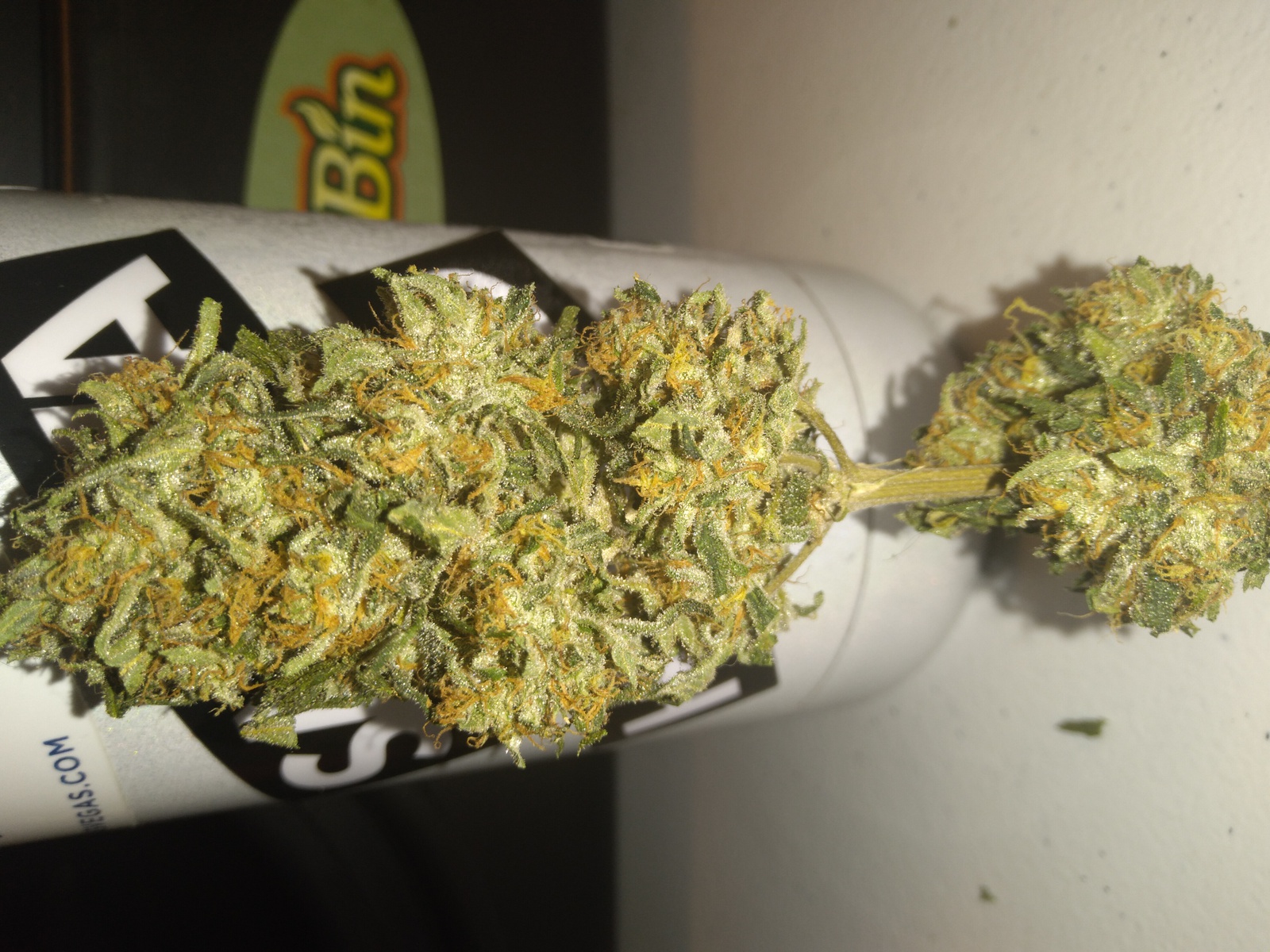 White Urkle