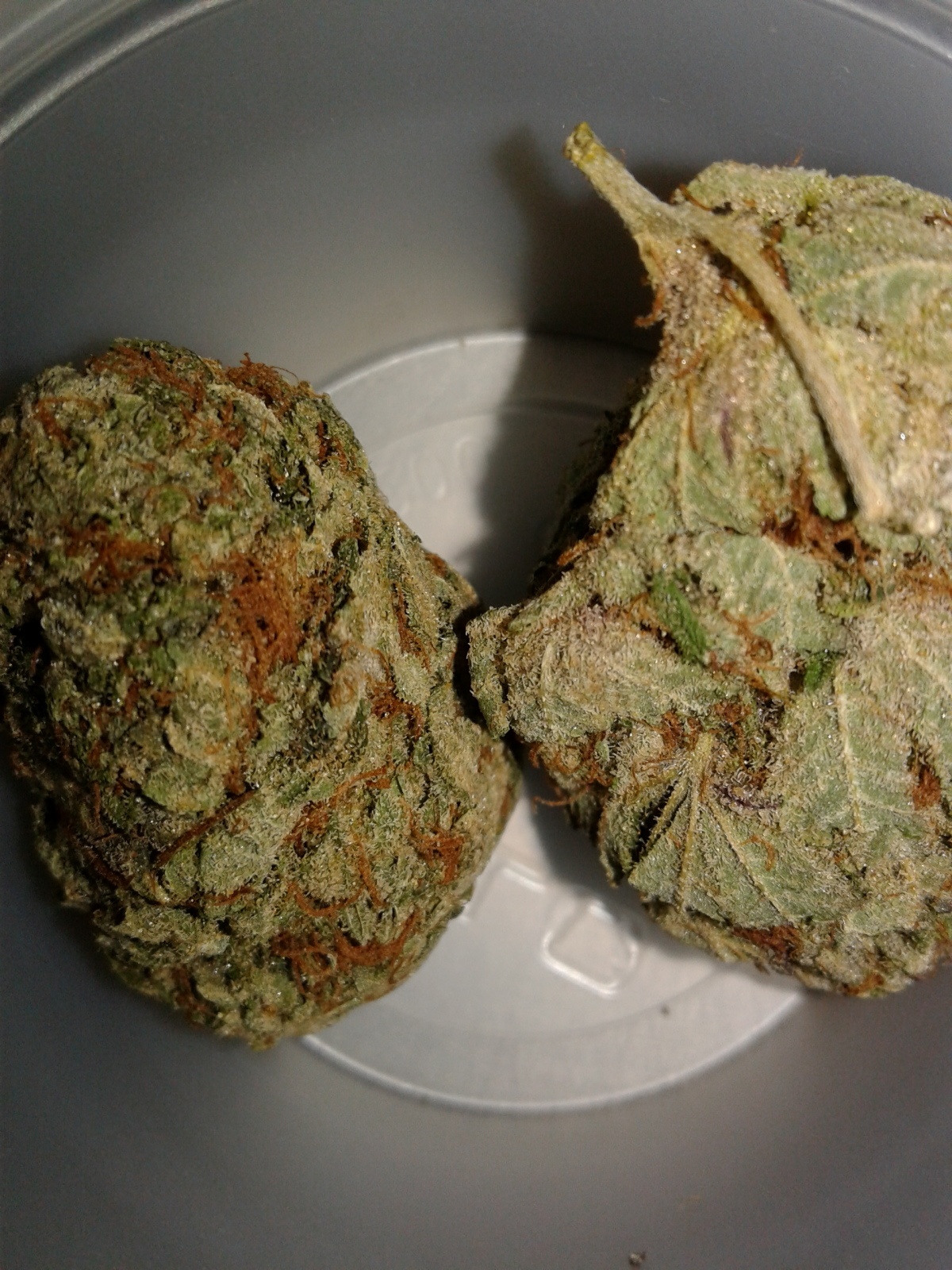 Zeus OG