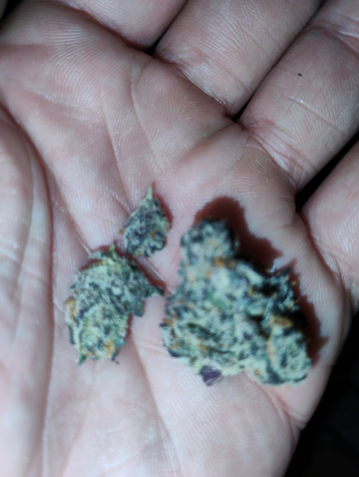 Zkittlezwood