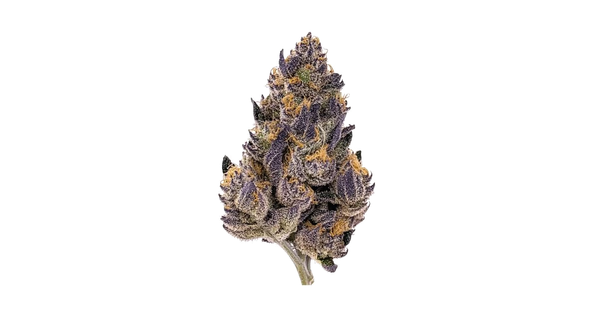 Amnesia Z Auto