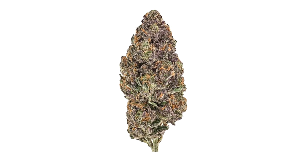 Bahama Mama S1