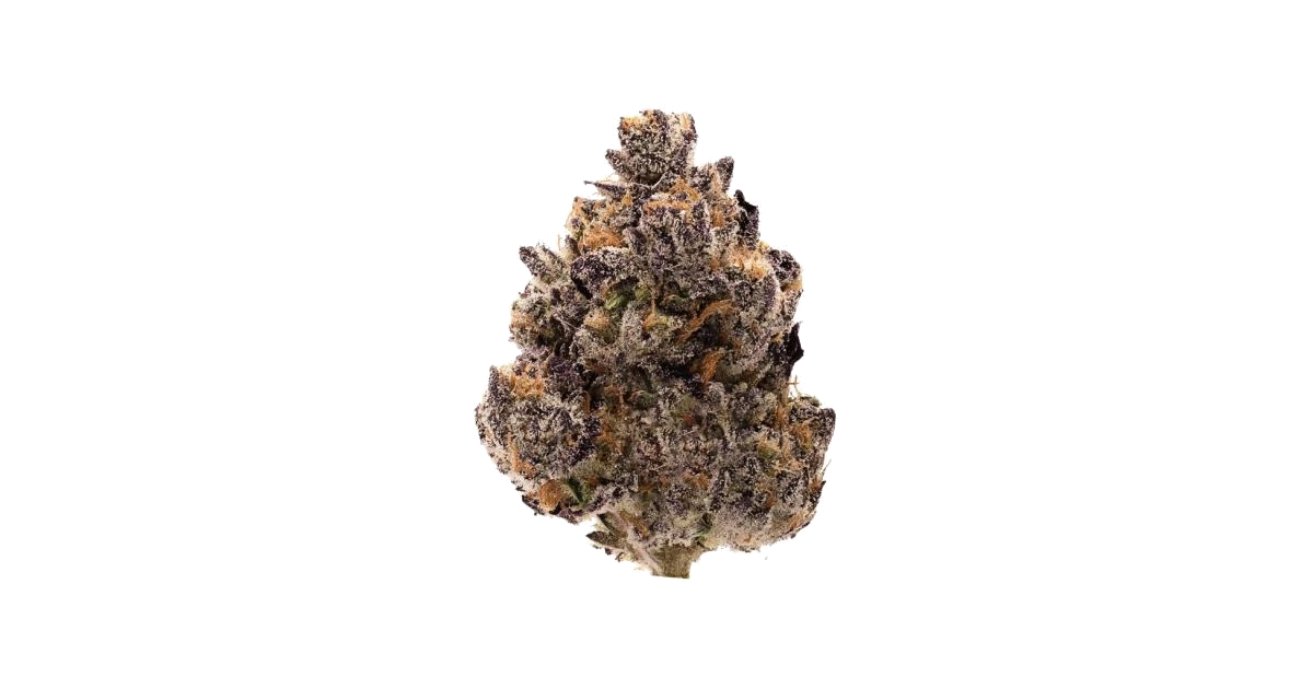 Black Cherry Blossom