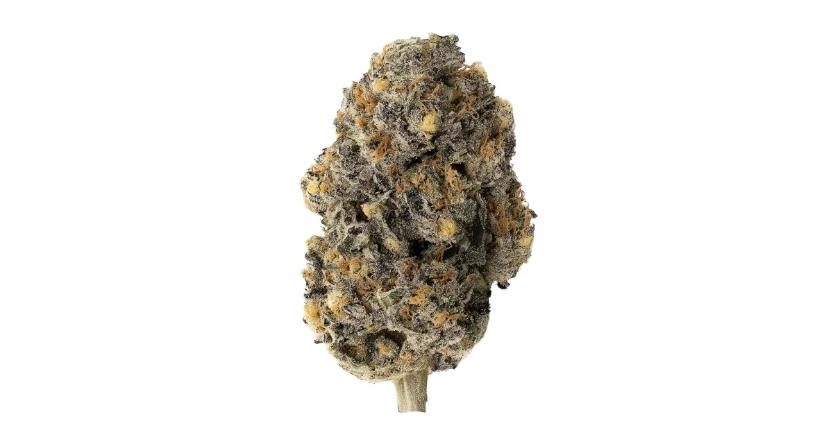 Black Lotus by Maven Genetics