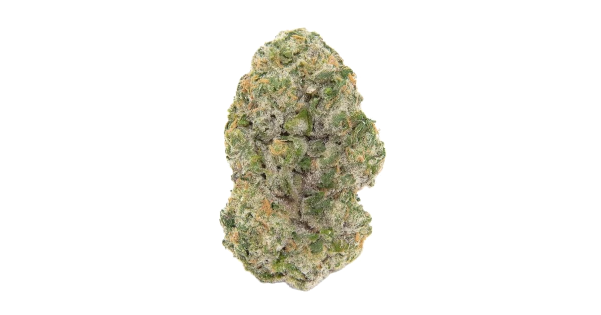 Black Maple 22 x Slime'z