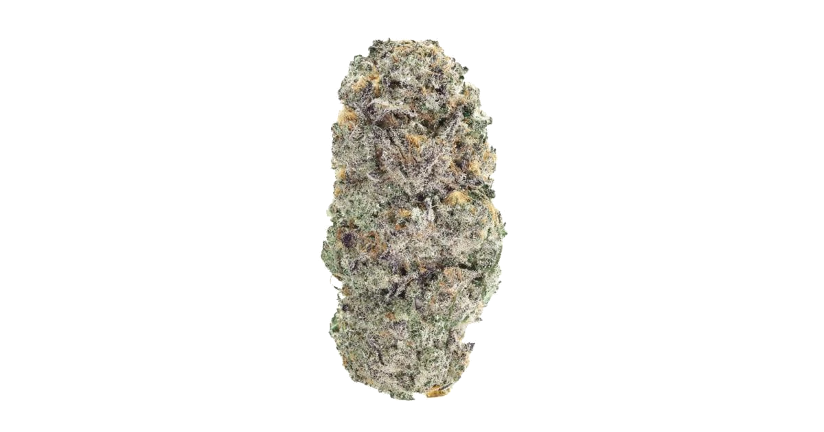 Black Maple 22 x Tropicanna Cookies