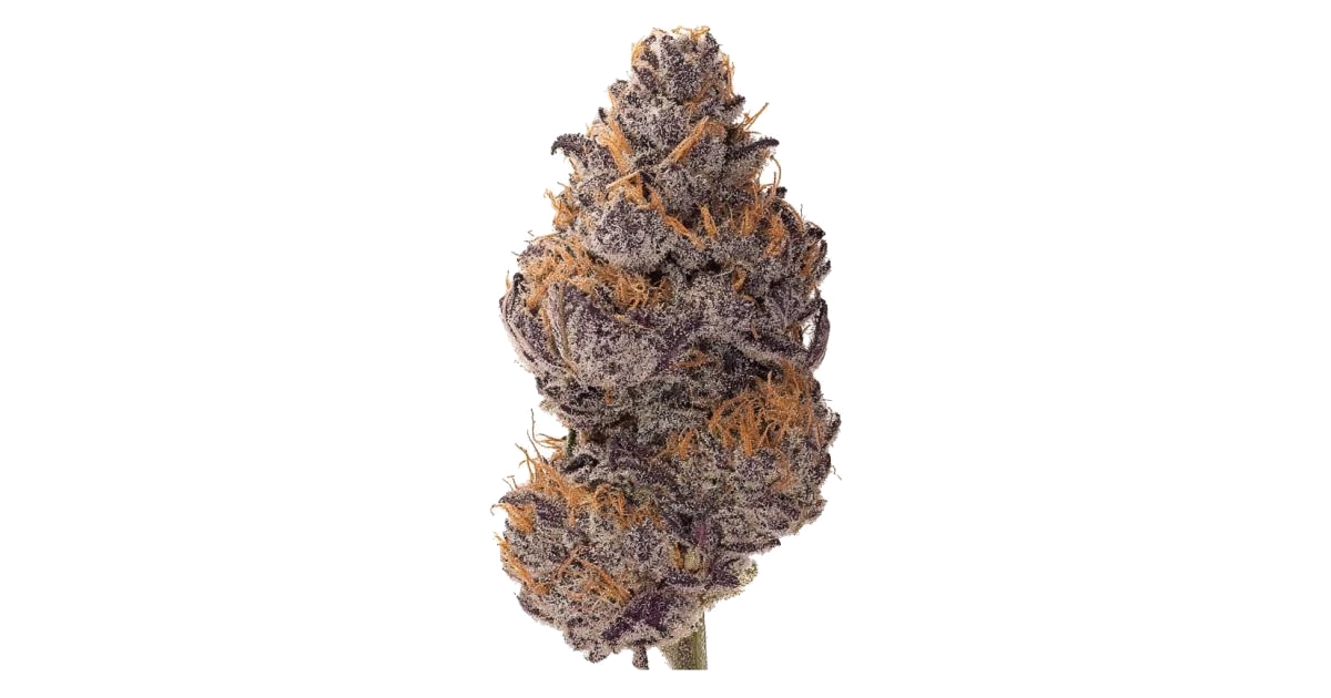 Black Muffin F1 Fast Version