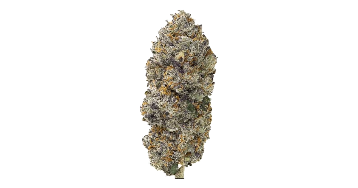Black Orchid