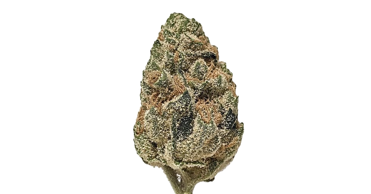 Blueberry Cupcake