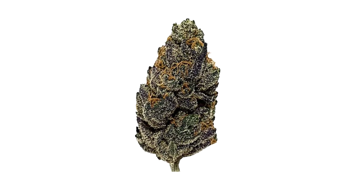 Critical Hog
