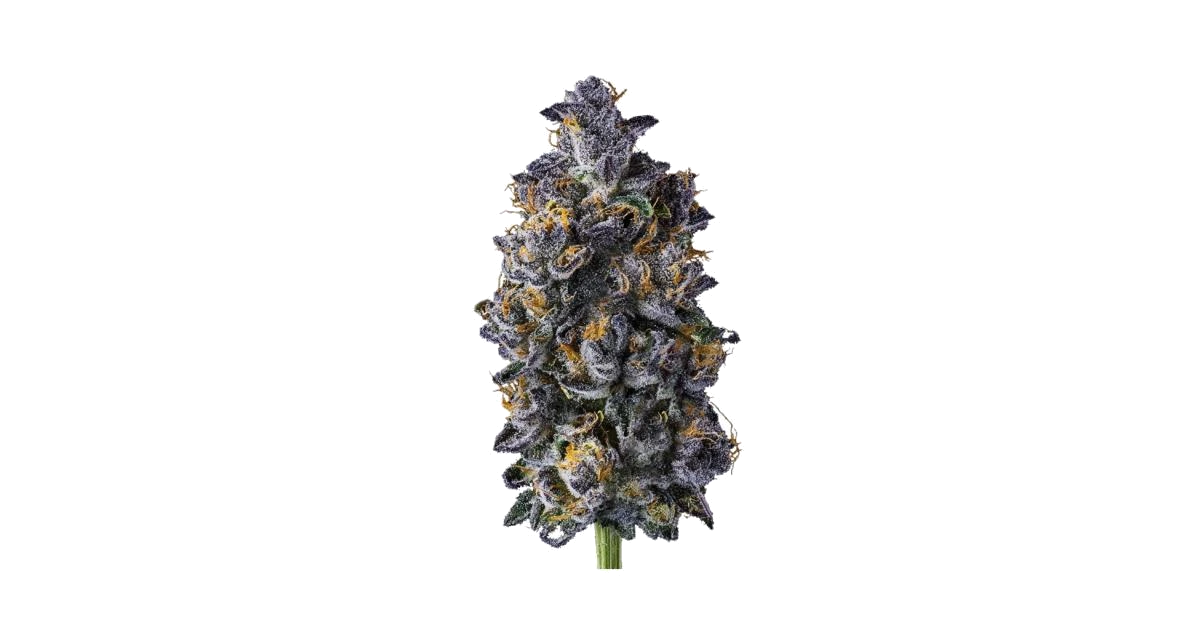 Double Lemon Cherry