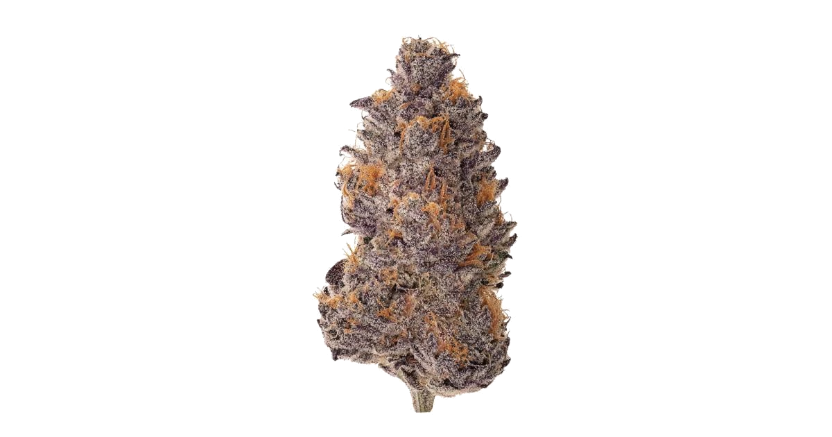 Frisian Dew