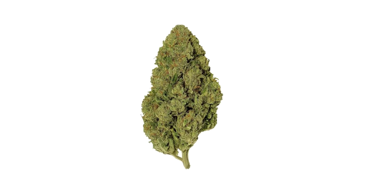 Gaia F1