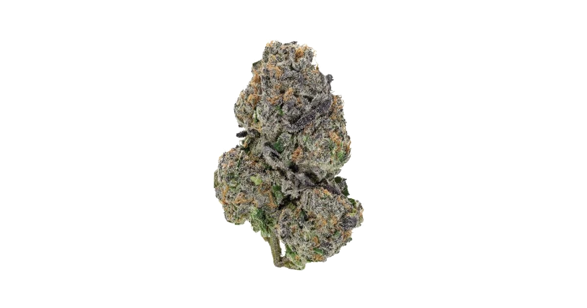 Glue 31