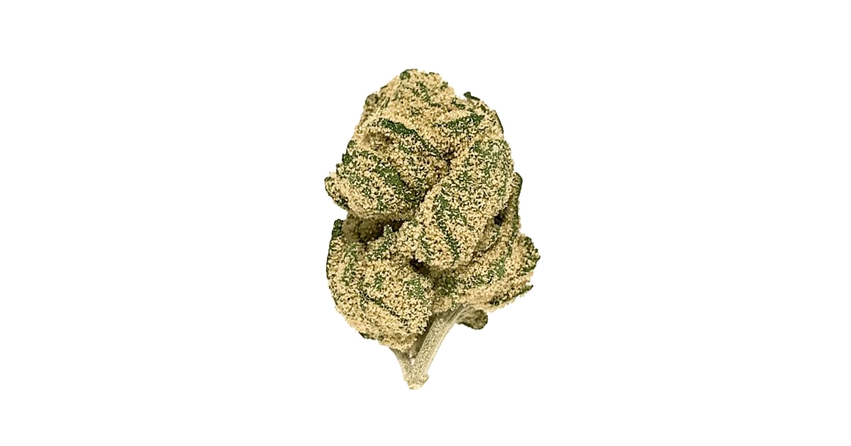 Gorilla Blue