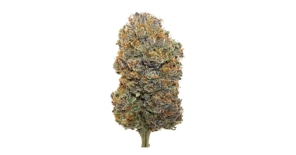 Gorilla Sherbet F1 Fast Version