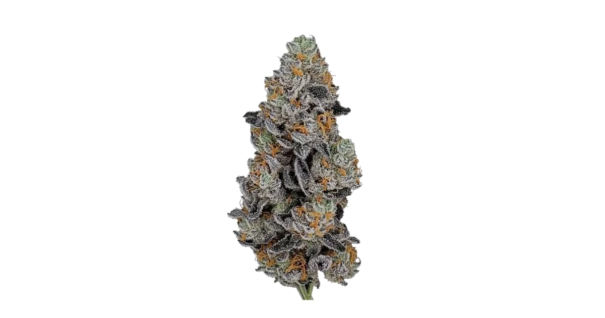 Gorilla Z Auto