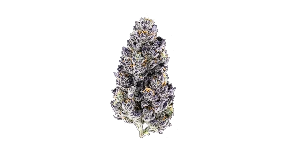 Mango Runtz Auto