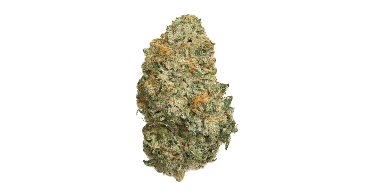 Maple Leaf Indica