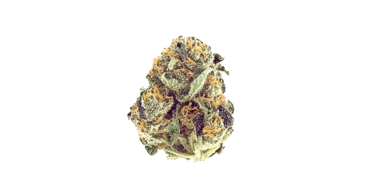 Mimosa