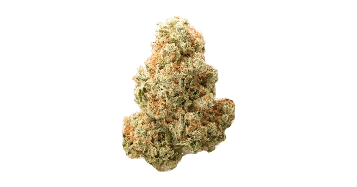 Nova Cane
