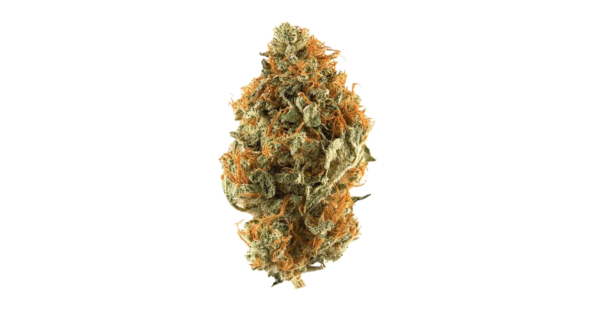 Orange Bud