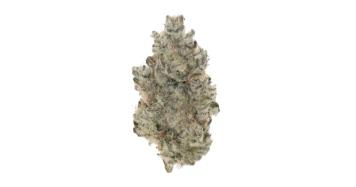 PF Fritter