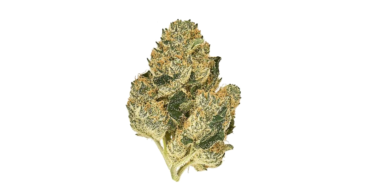 Pluto Cookies IBL AUTO