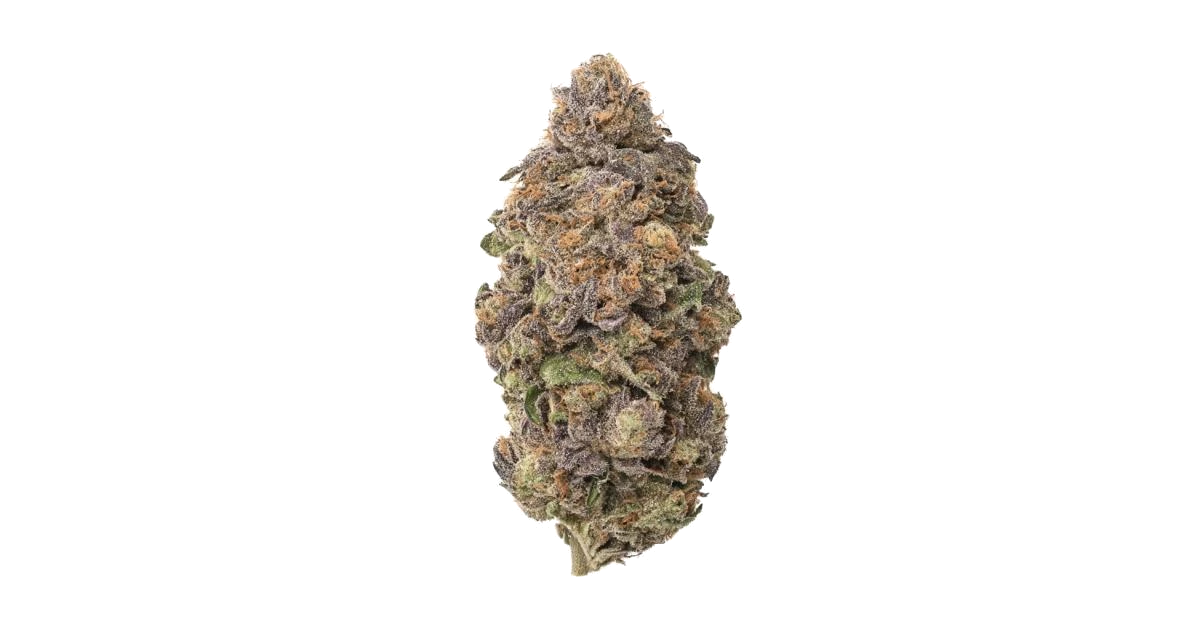 Shasta Bloom