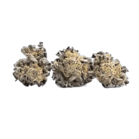 Animal Cookies