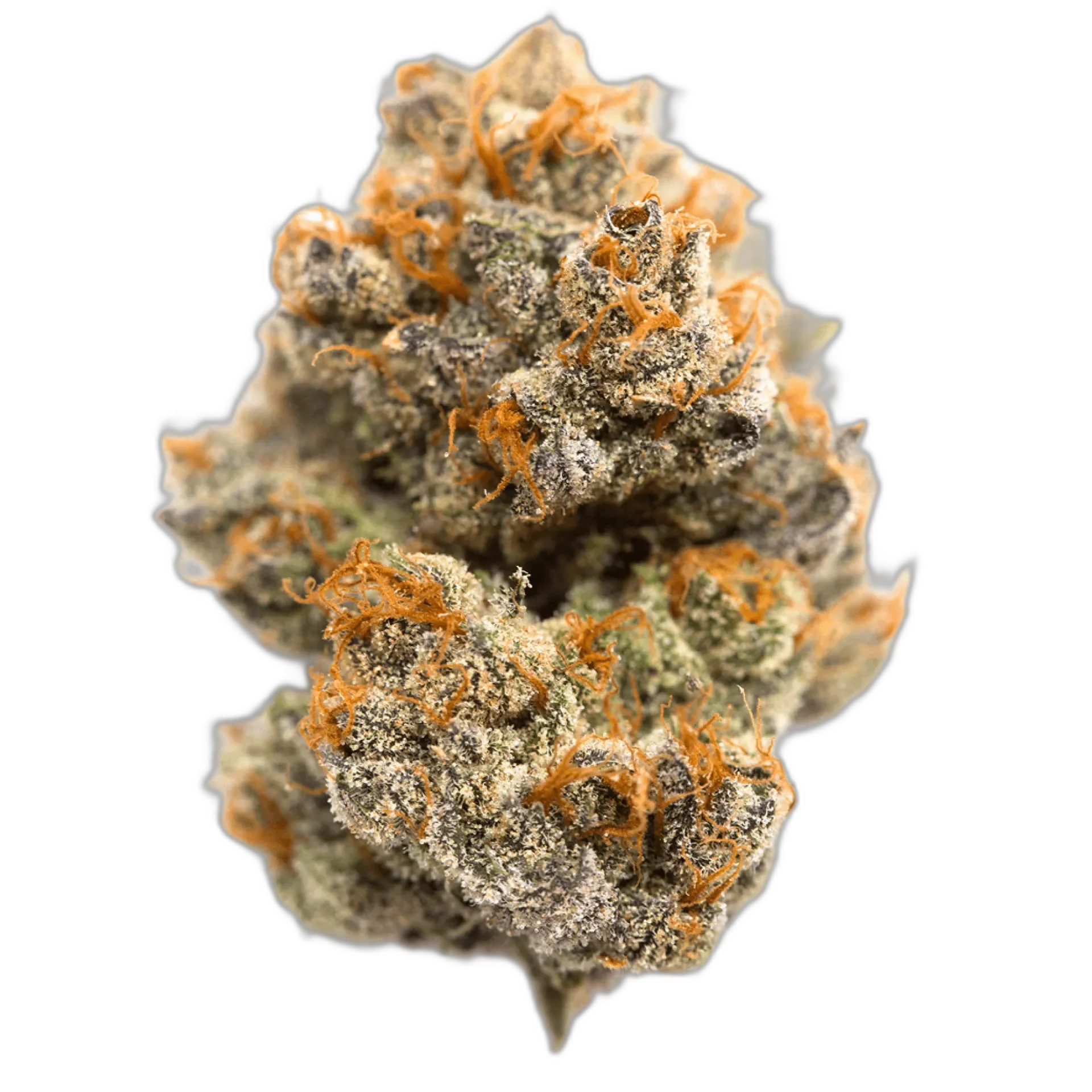 Blackberry