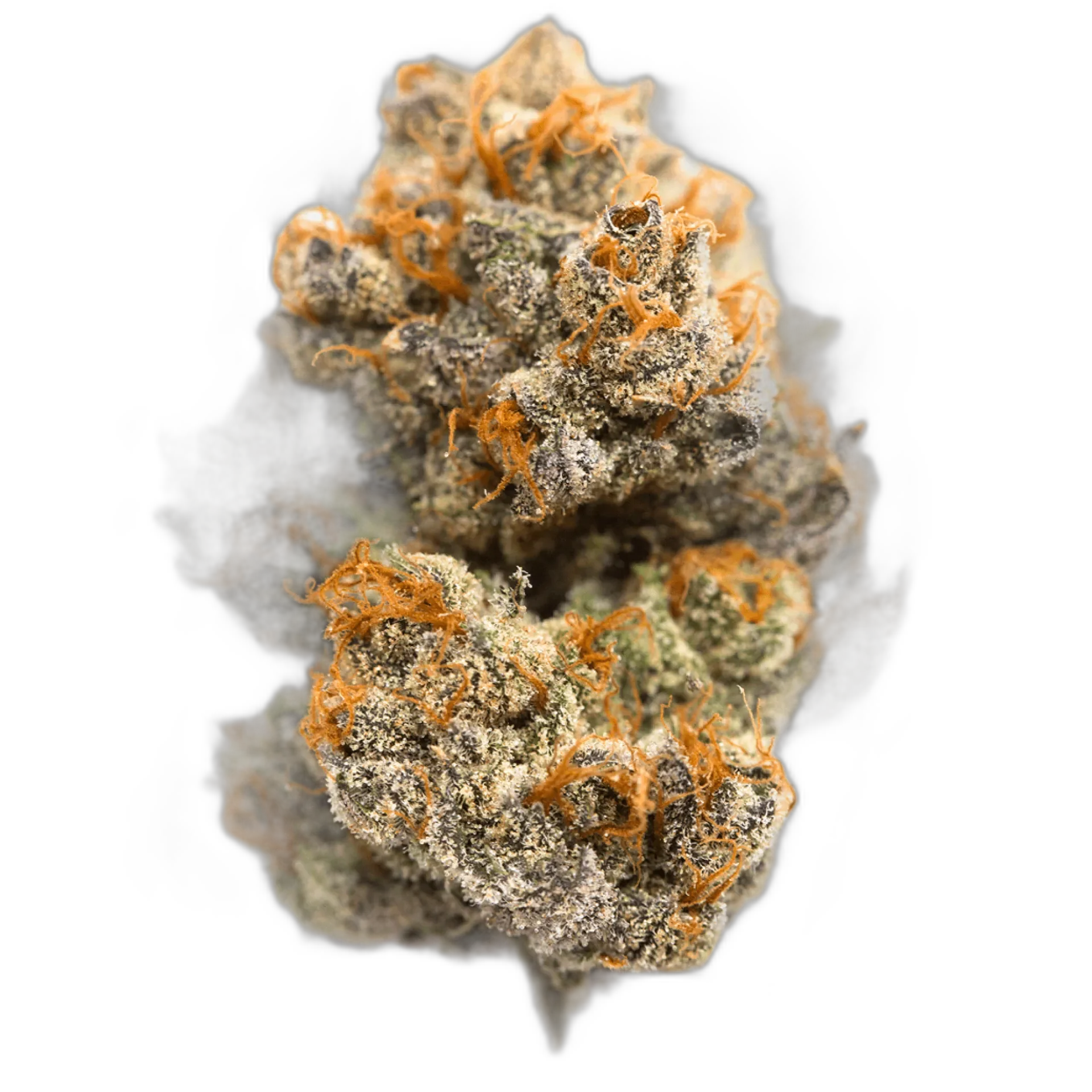 Blue Widow