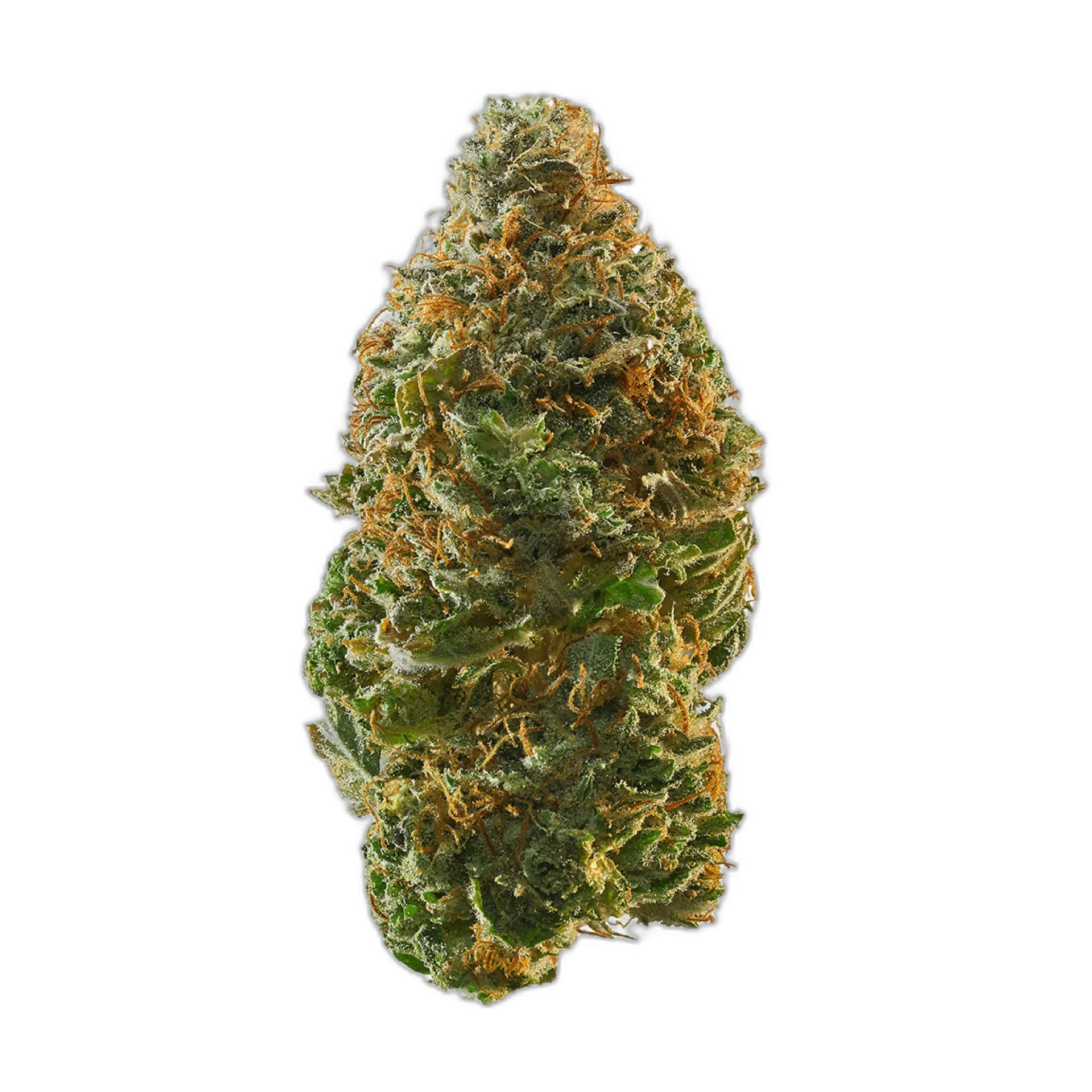 Cannalope Haze