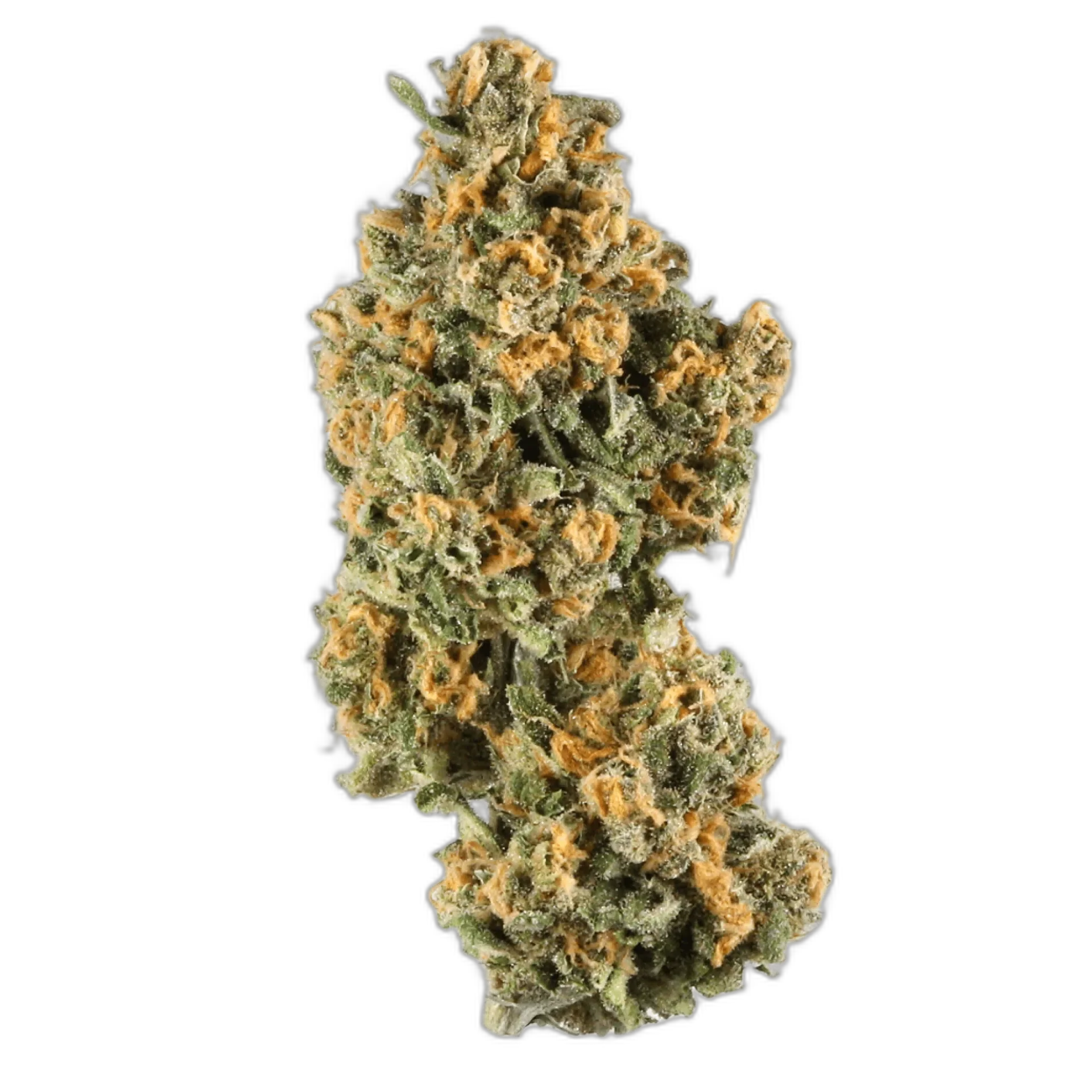 Critical Kush