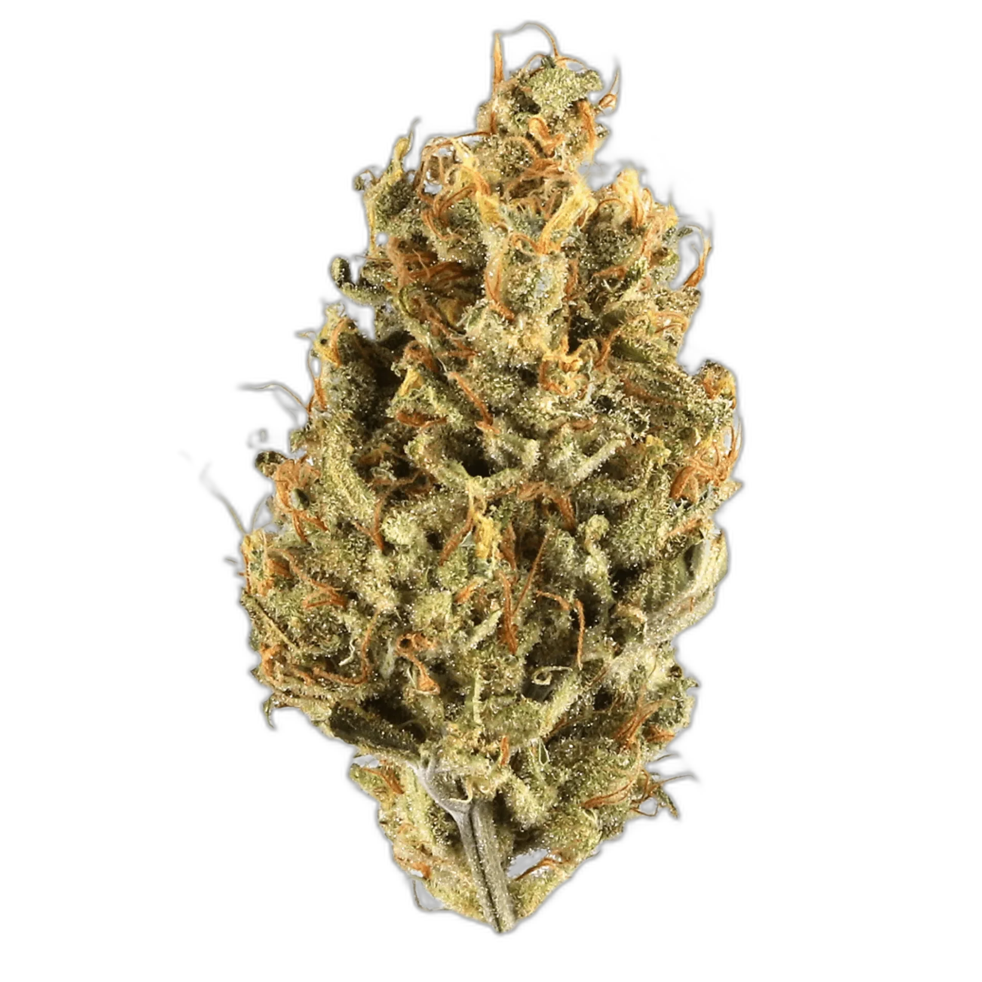 G-13