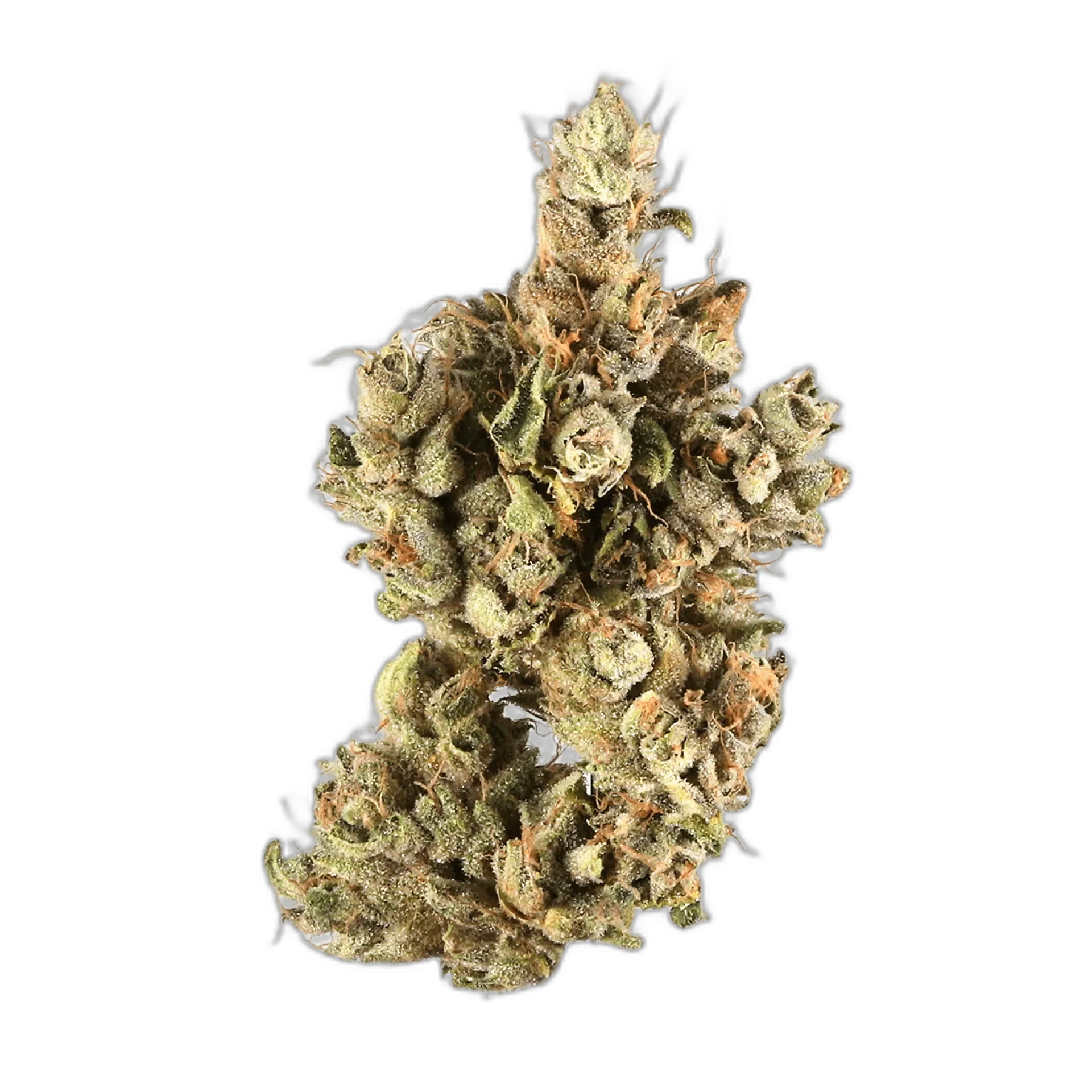 Hawaiian Snow