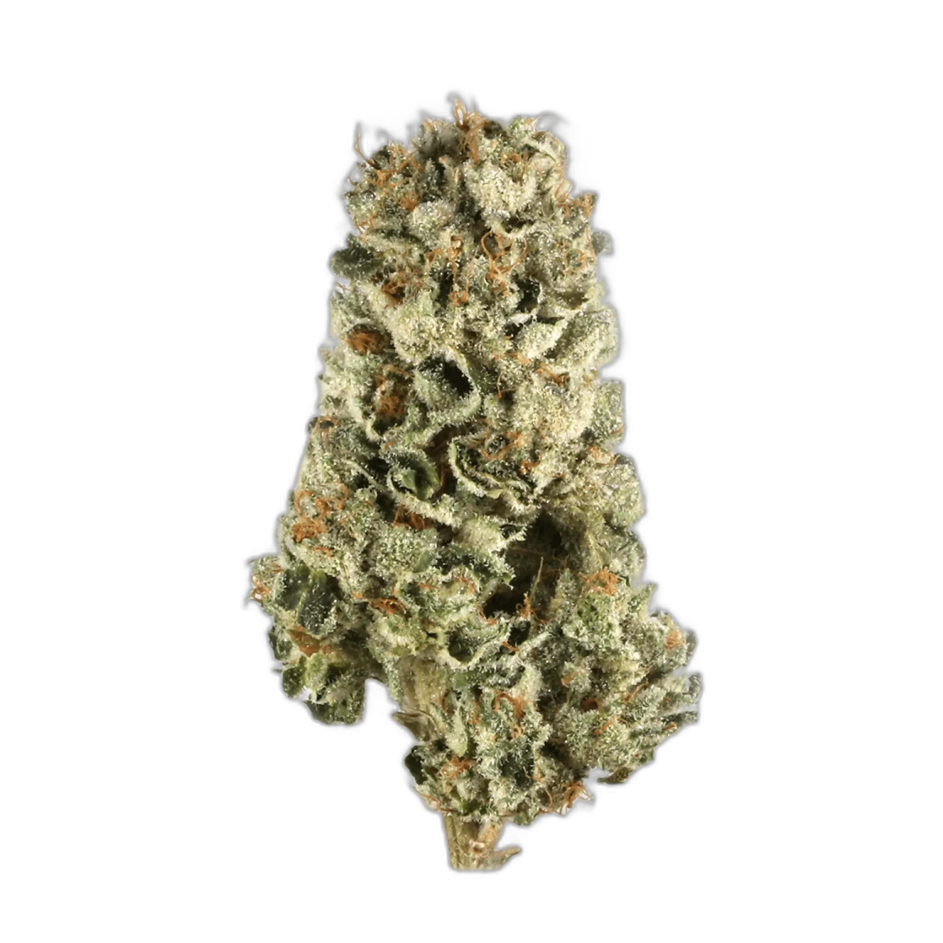 Hindu Skunk