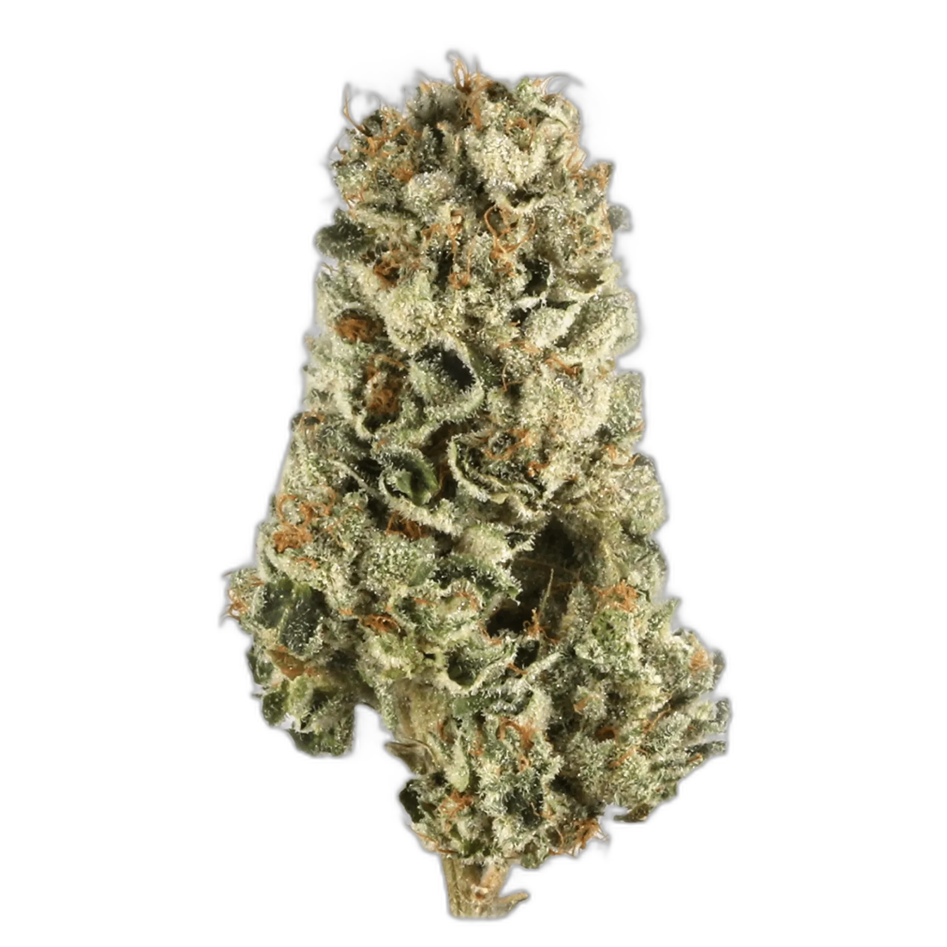 Holy Grail Kush