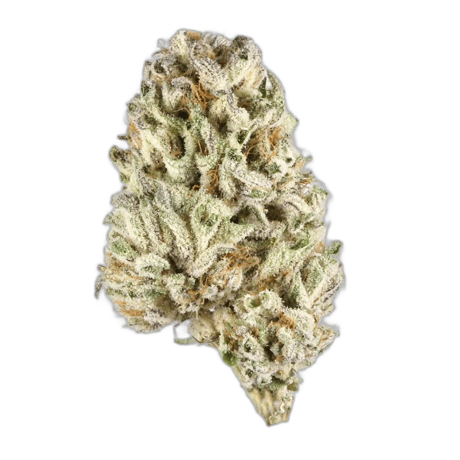 Jack Frost